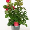 Tootepilt, Rosa