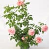Tootepilt, Rosa