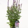 Tootepilt, Salvia
