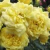 Peenraroos 'Yellow Meilove'