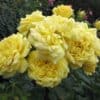 Peenraroos 'Yellow Meilove'