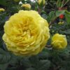 Peenraroos 'Yellow Meilove'