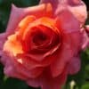 Roniroos 'Naranga'