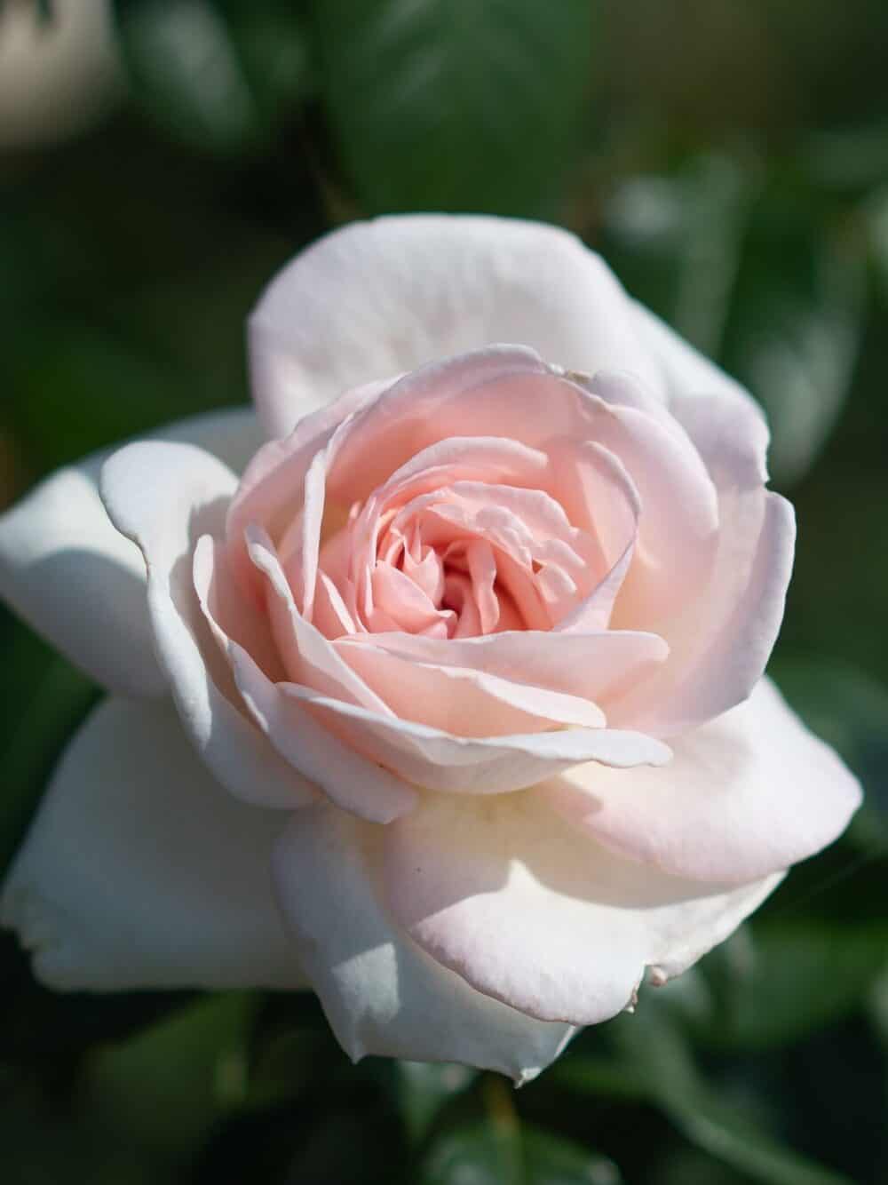 Rosa 'Prince Jardiner'