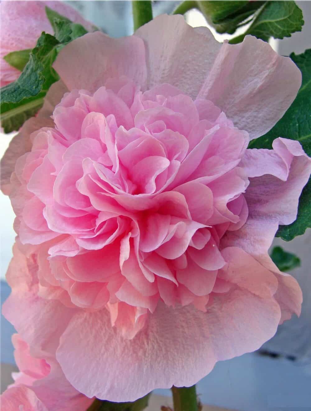 Alcea rosea 'Pleniflora Rose'