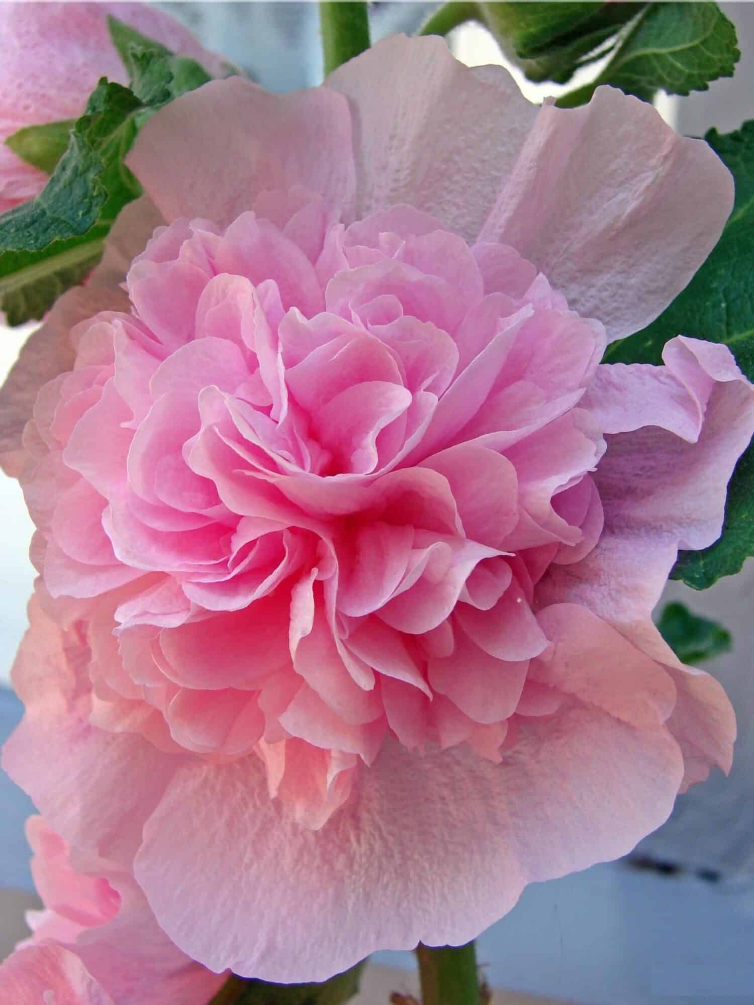 Alcea rosea 'Pleniflora Rose'
