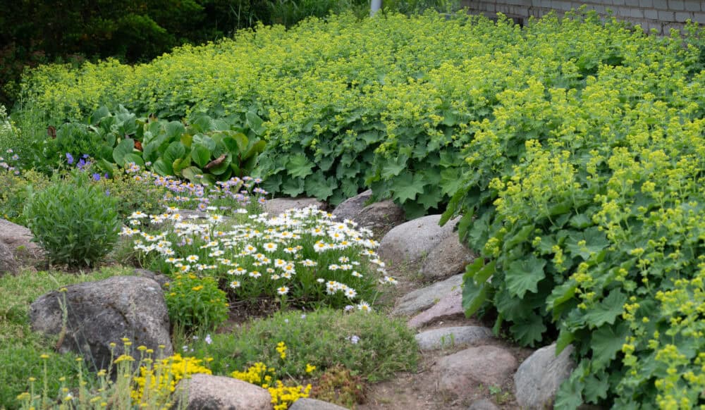 Alchemilla-mollis