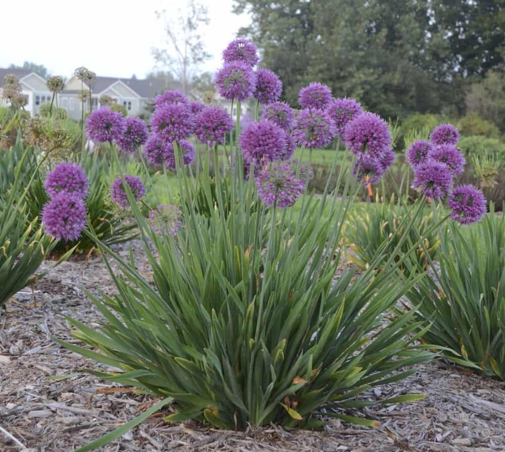 Allium 'Lavender Bubbles '