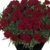 Dianthus 'Desire'