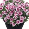 Dianthus 'Kaylee'