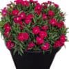 Dianthus 'Sherise'