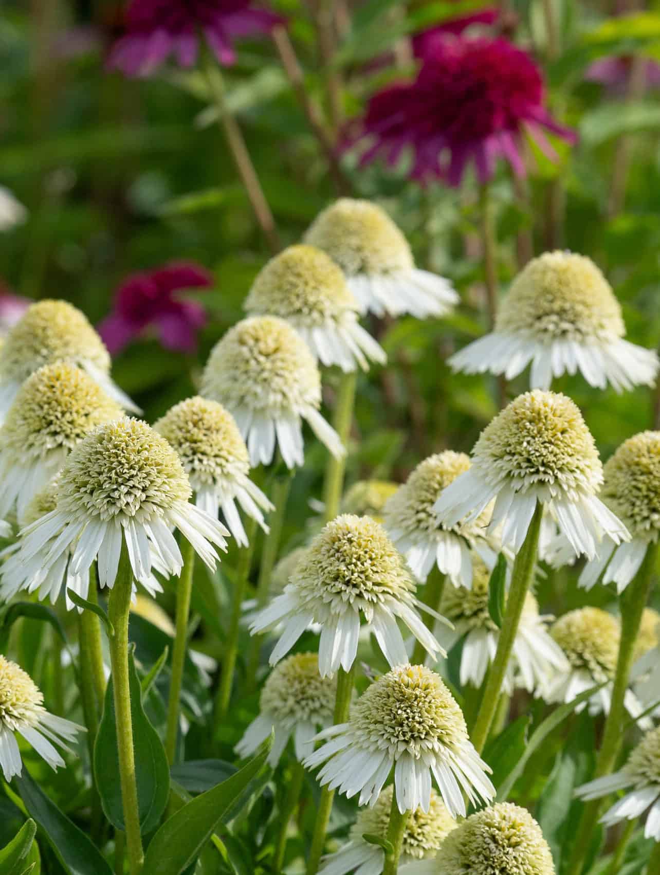 Echinacea Delicious Nougat.