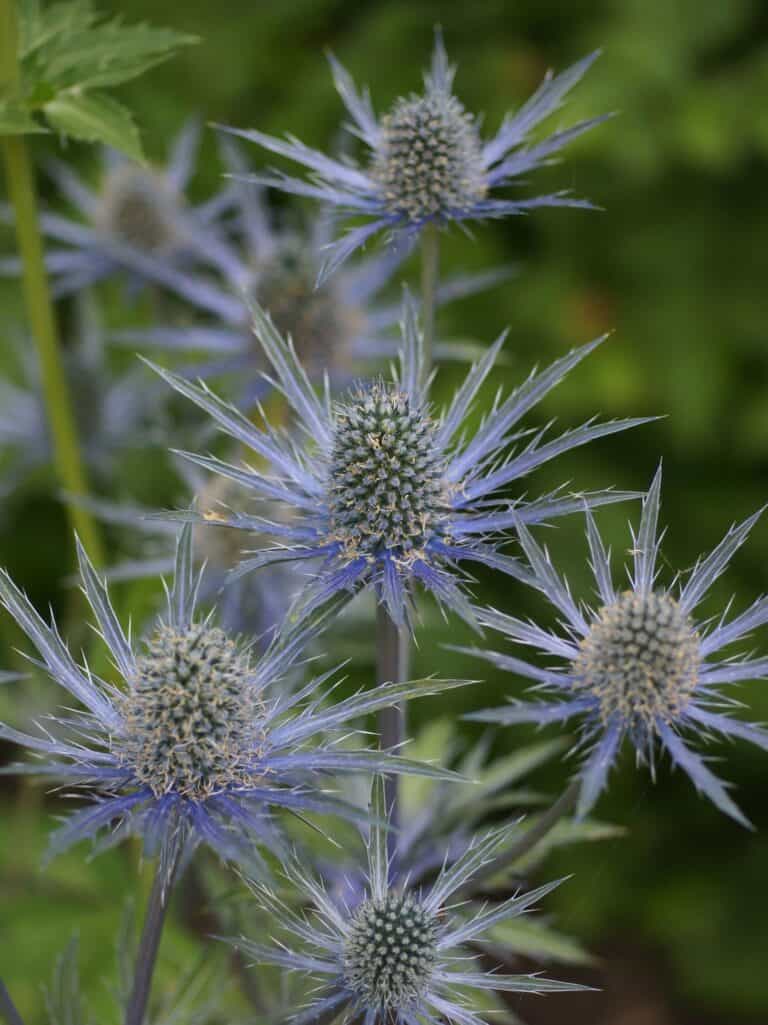 Eryngium x zabelii 'Big Blue' Mihkel Saar Puukool