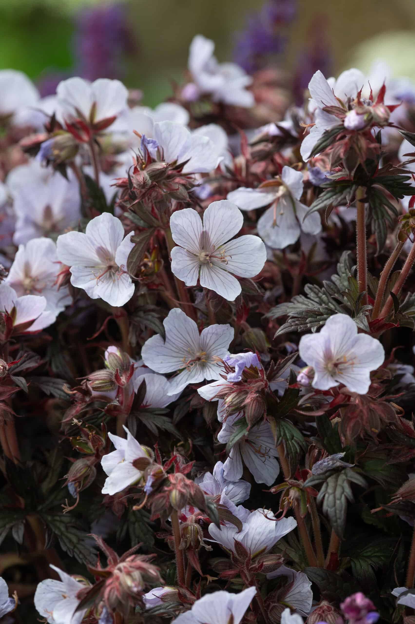 Geranium Black and White