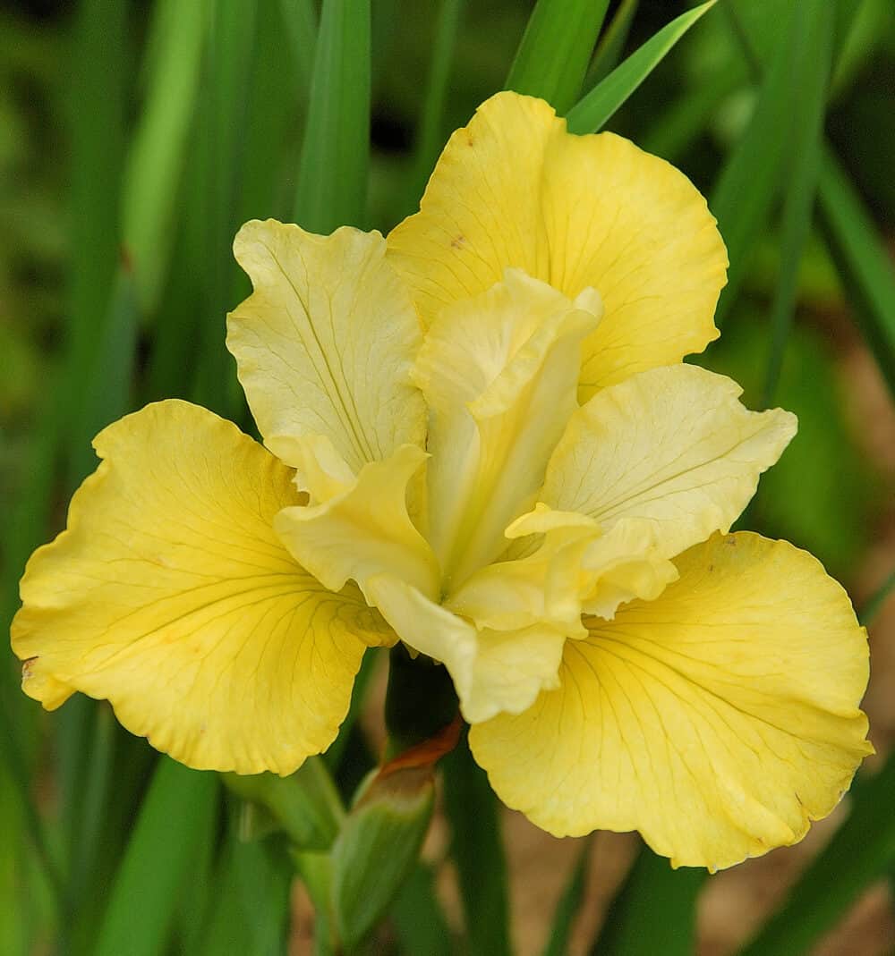 Iris sibirica 'Summer Revels'