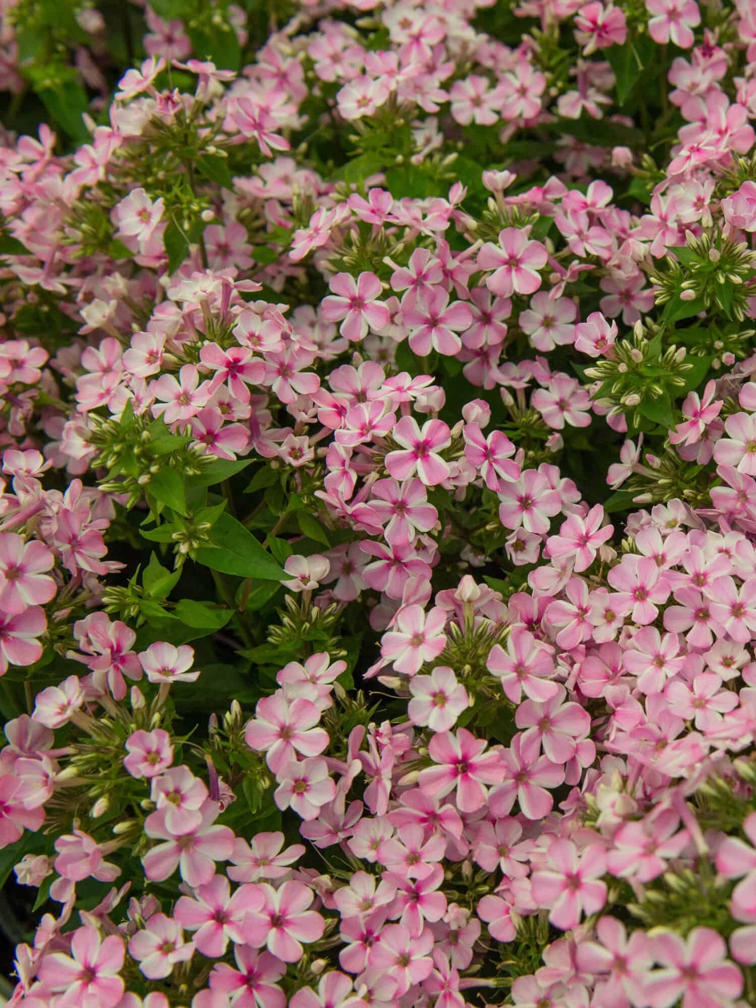Phlox 'Early Pink Candy'