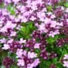 Thymus serpyllum 'Elfin'