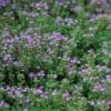 Thymus serpyllum