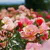 Rosa 'Jazz'
