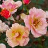 Rosa 'Jazz'