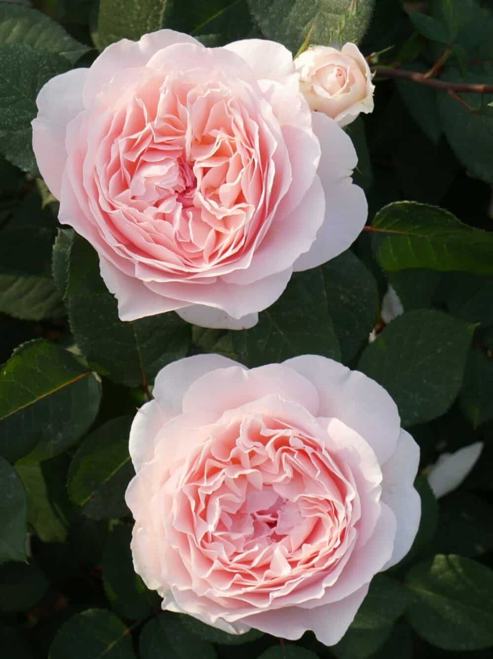 Rosa 'Marchenzauber'