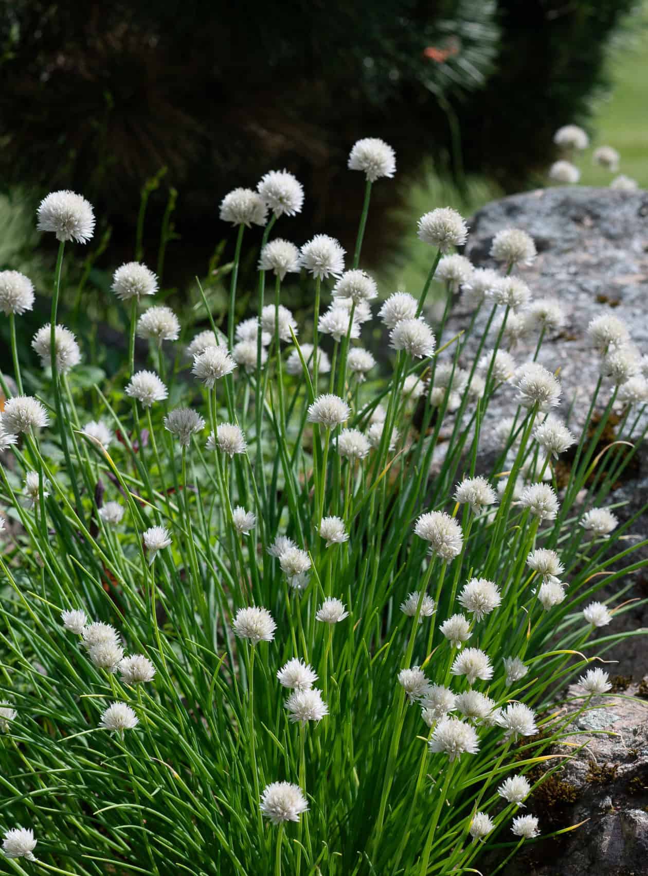 Allium schoenoprasum 'Elbe'