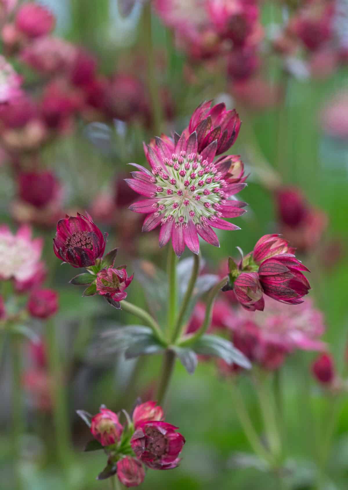 Astrantia Cerise Button