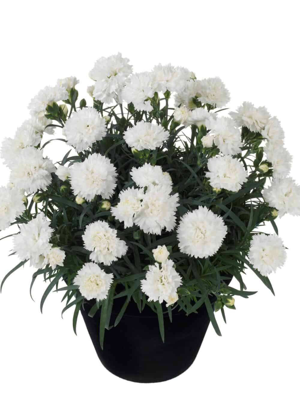 Dianthus 'Odessa Pure White'