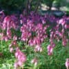 Dicentra