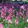 Dicentra