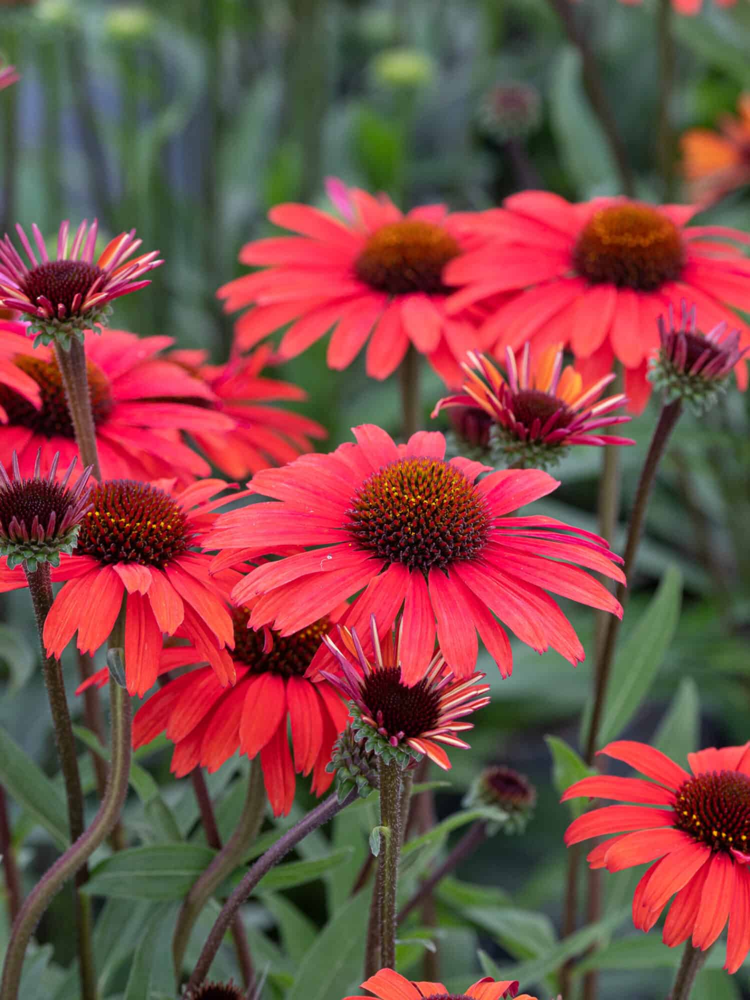 Echinacea 'Moodz Devotion'