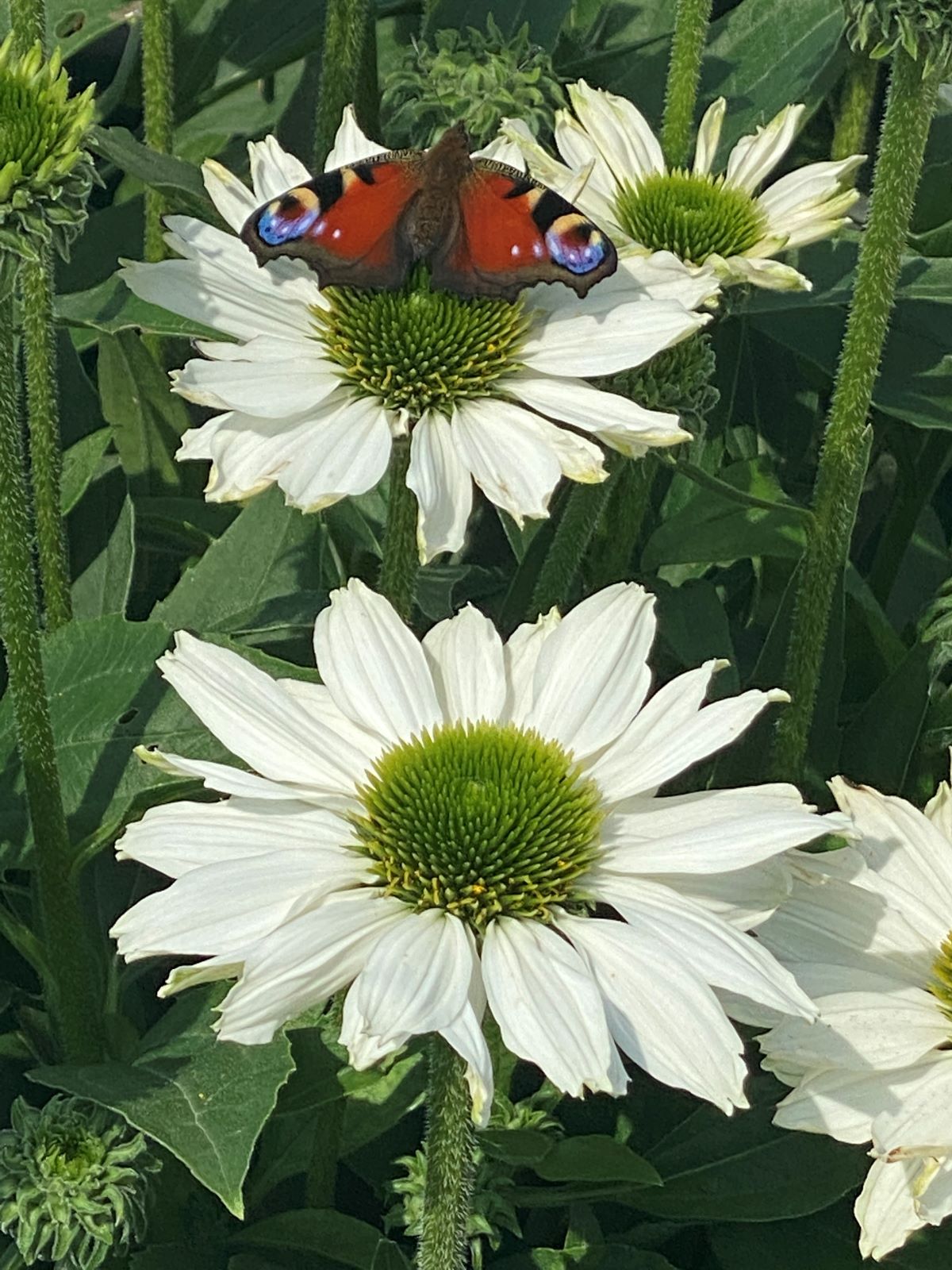 Echinacea-SunSeekers-White-Beauty