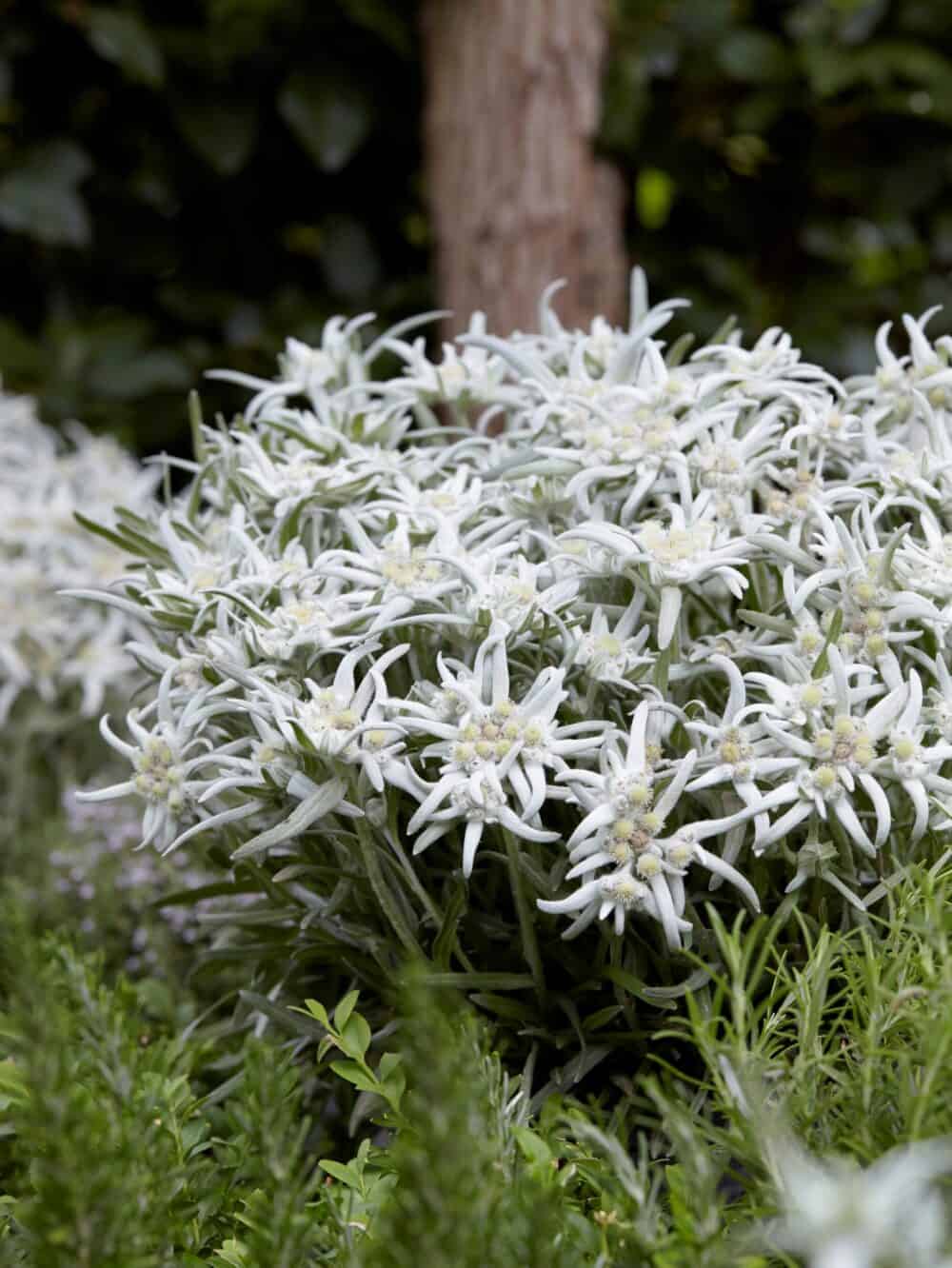 Leontopodium 'Blossom of Snow'