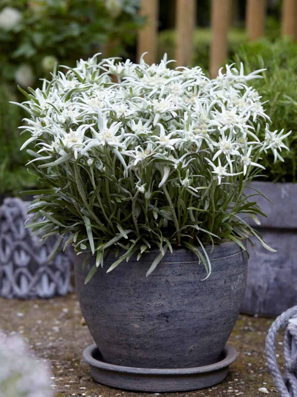 Leontopodium alpinum 'Blossom of Snow'