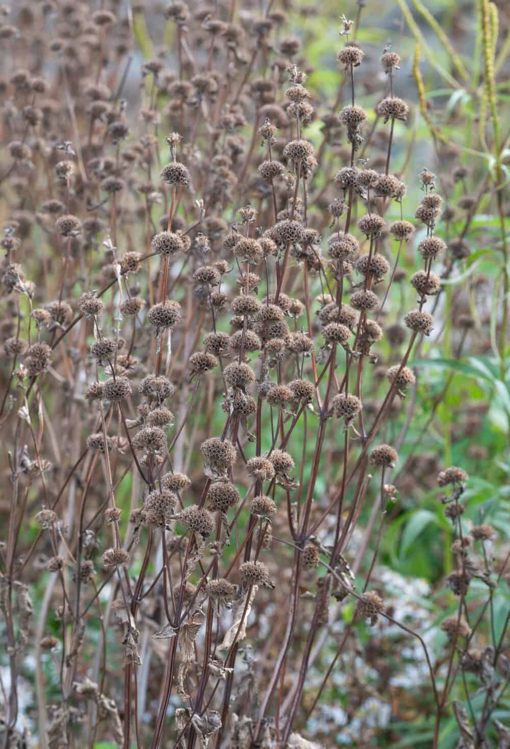 Phlomis tuberosa 'Amazone' - Image 3