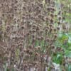 Phlomis tuberosa 'Amazone' - Image 3
