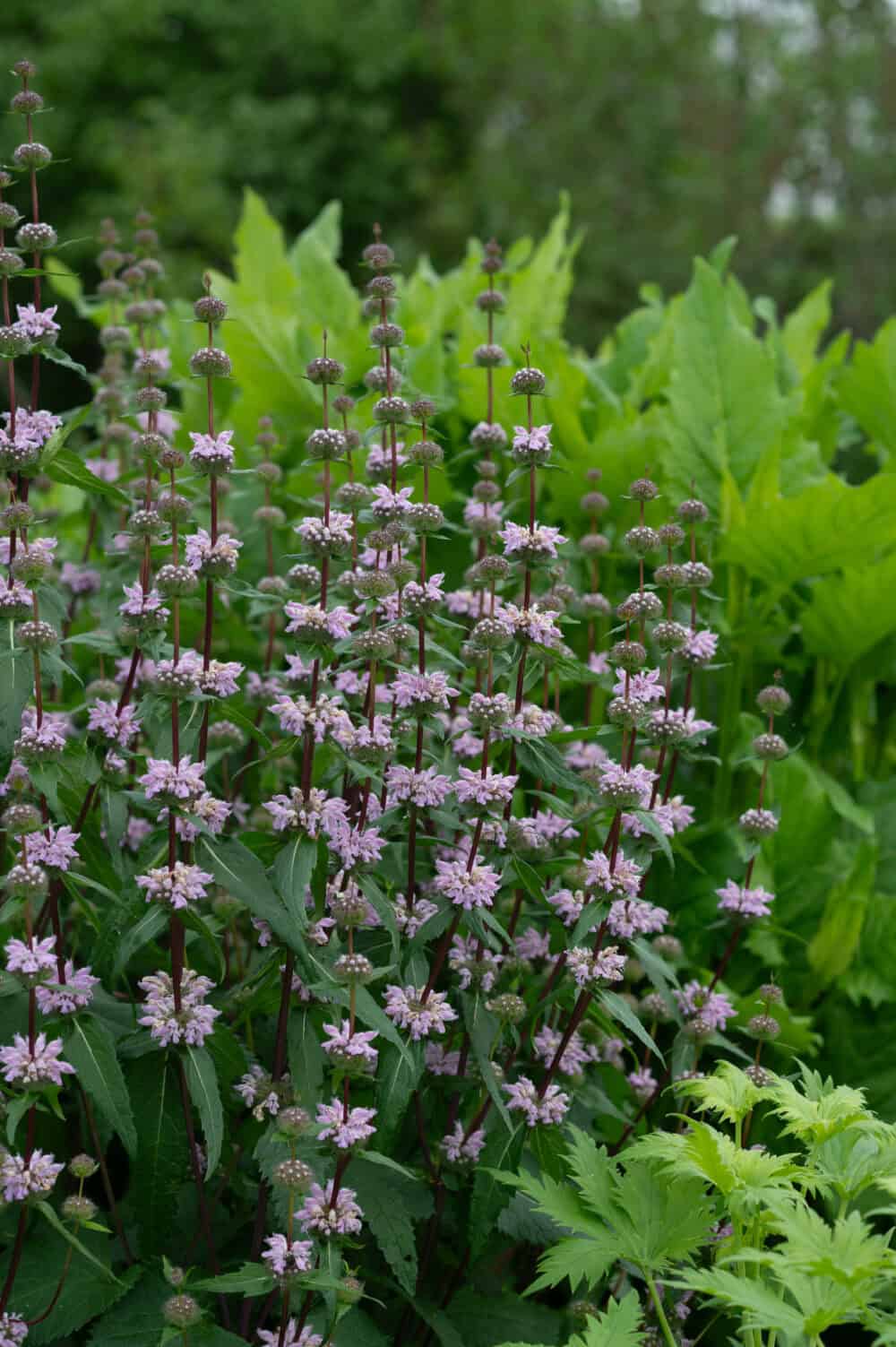 Phlomis tubeosa 1