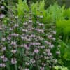 Phlomis tubeosa 1