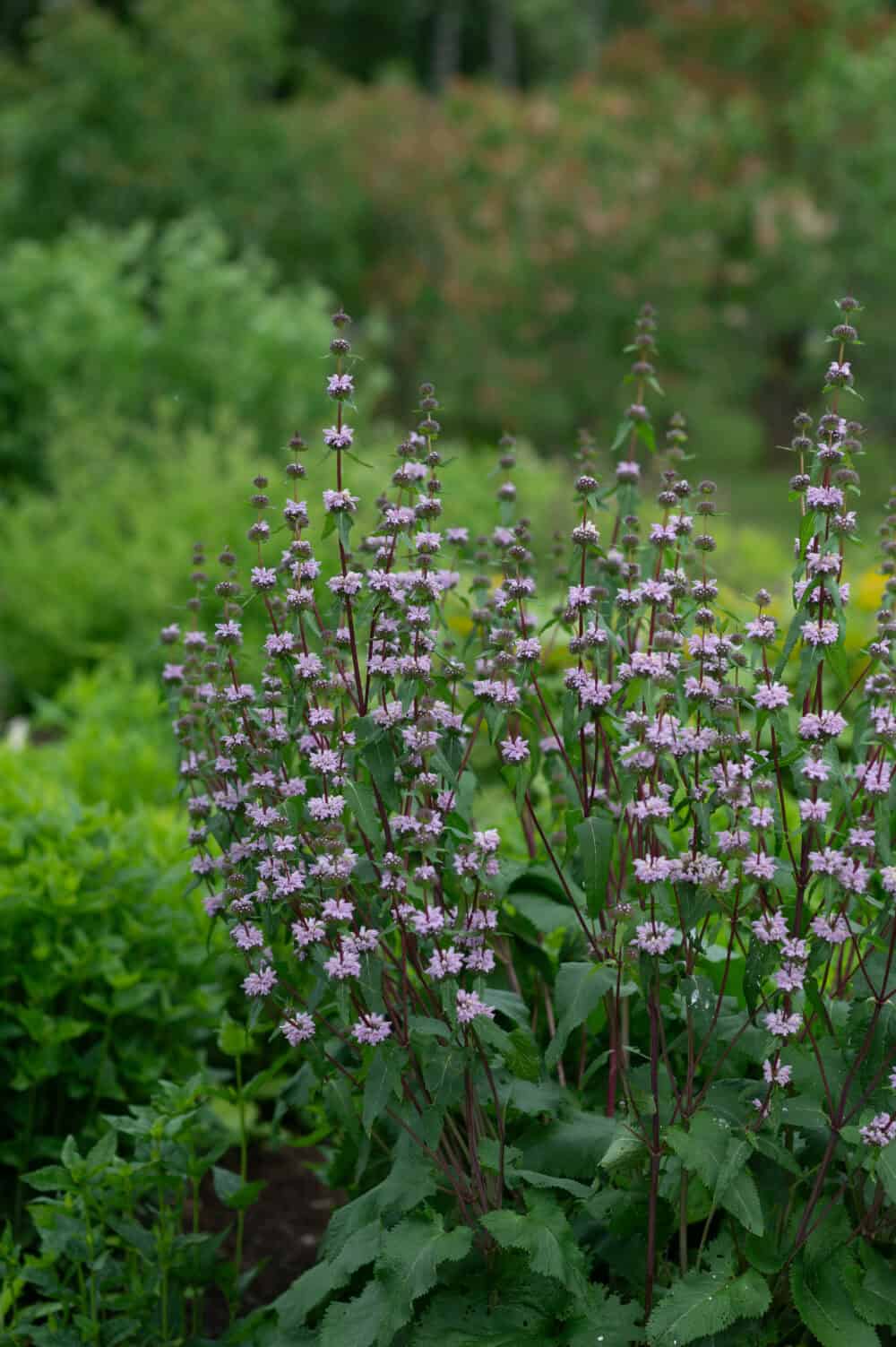 Phlomis tuberosa 'Amazone' - Image 2