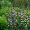 Phlomis tuberosa 'Amazone' - Image 2