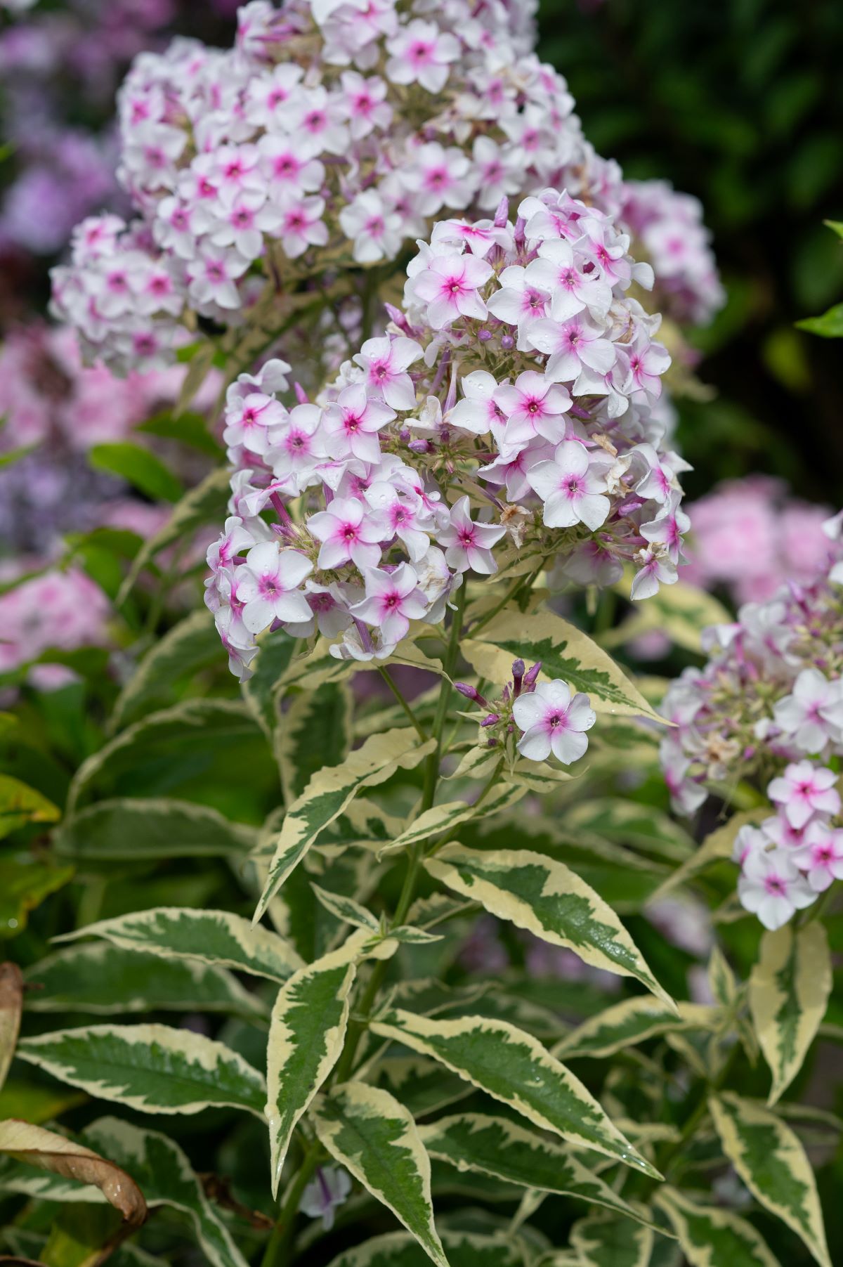 Phlox paniculata 'Norah Leigh'