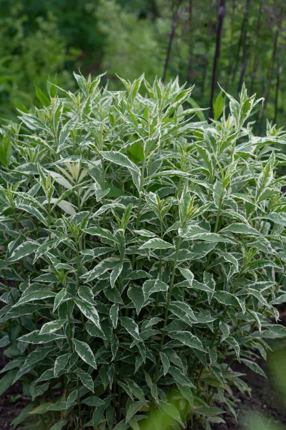 Phlox paniculata Nora Light