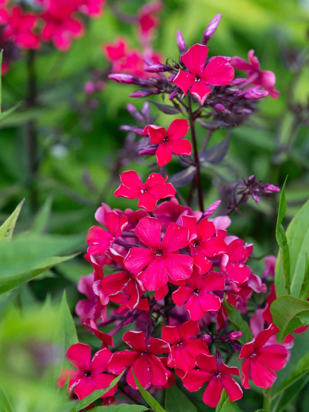 Phlox paniculata Starfire