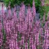 Salvia Caradonna Pink