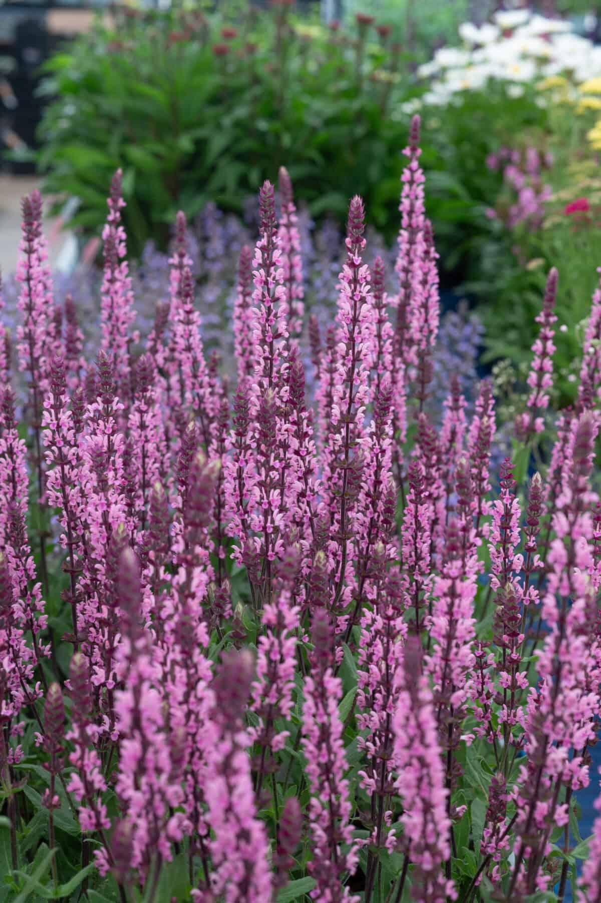 Salvia Caradonna Pink