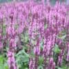 Salvia nemorosa ‘Caradonna Pink'