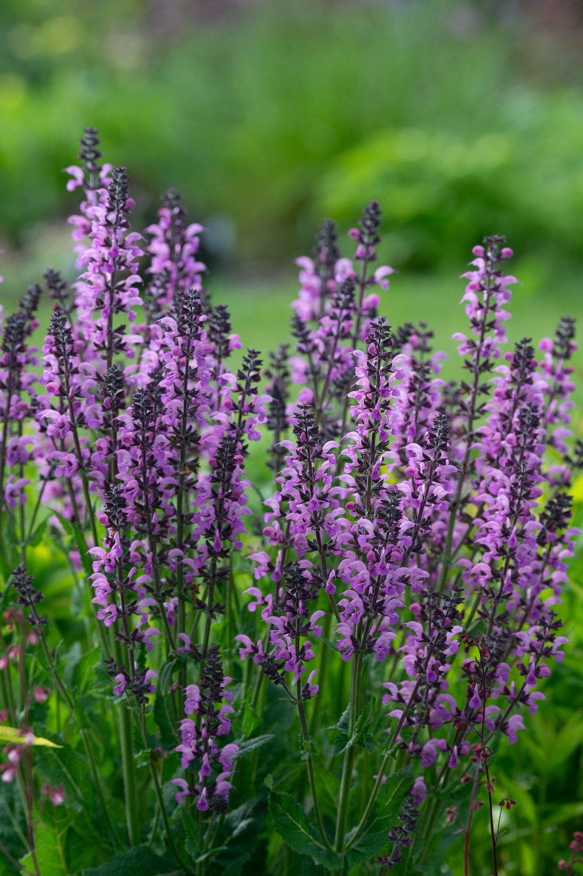 Salvia-prat.-Back-to-the-Fuchsia