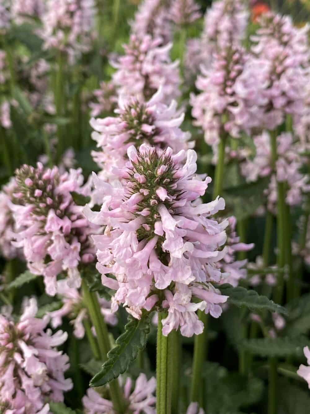 Stachys 'Summer Sweets'