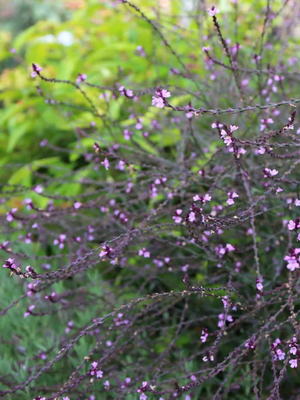 Verbena officinalis 'Bampton'