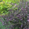 Verbena officinalis 'Bampton'